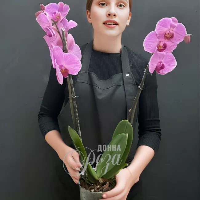 Орхидея Фаленопсис 2-х ствольный розовый