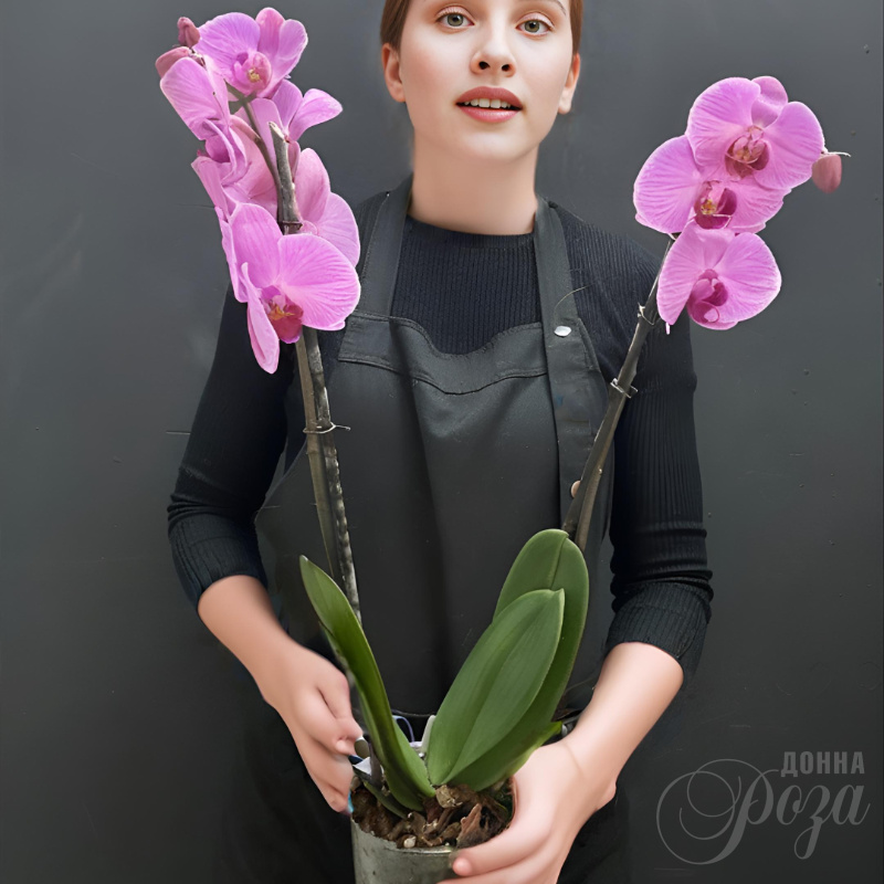 Орхидея Фаленопсис 2-х ствольный розовый