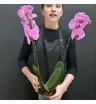 Орхидея Фаленопсис 2-х ствольный розовый