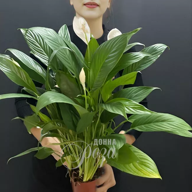 Спацифилум  Р12