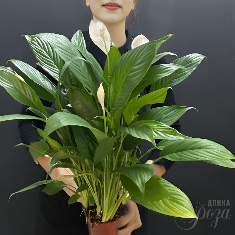 Спацифилум  Р12